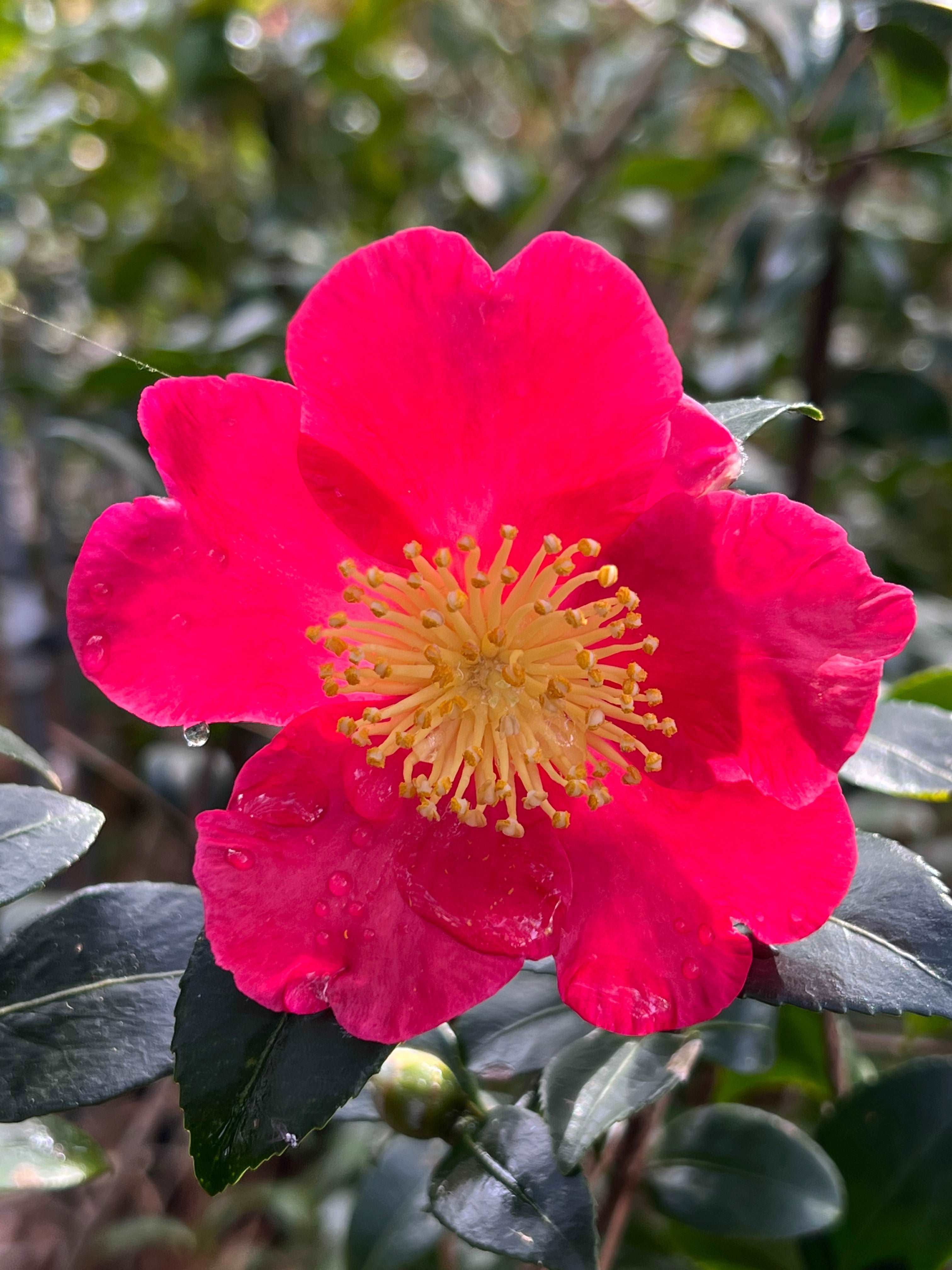 Camellia Yuletide Plant