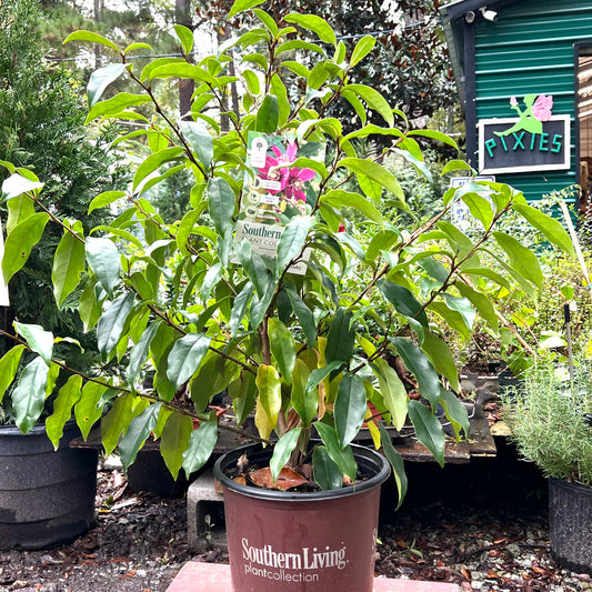 Magnolia Figo Stellar Ruby plant displaying rich pink flowers and healthy green leaves