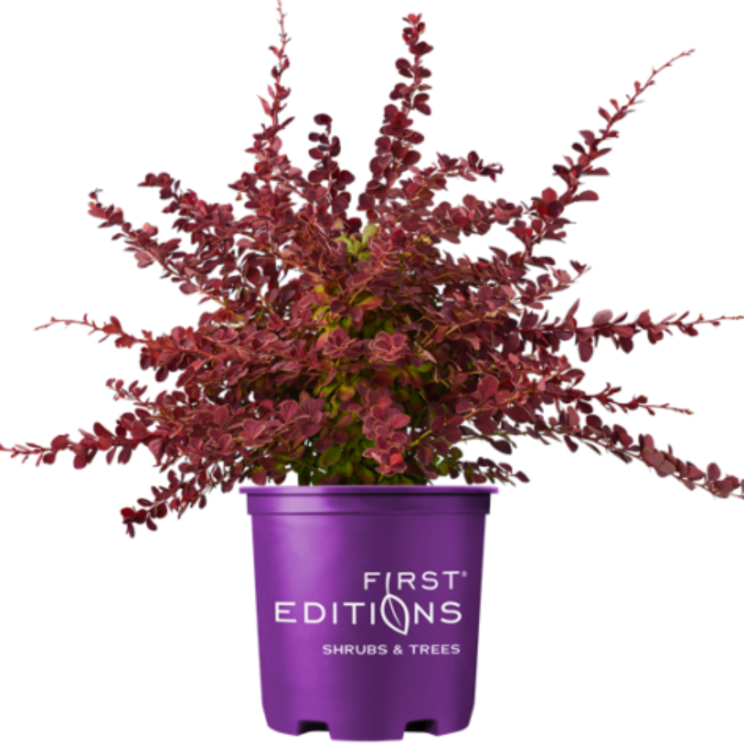 Barberry 'Toscana'