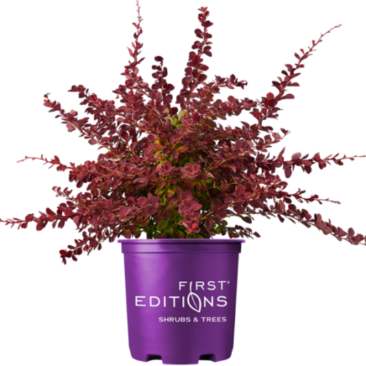 Barberry 'Toscana'