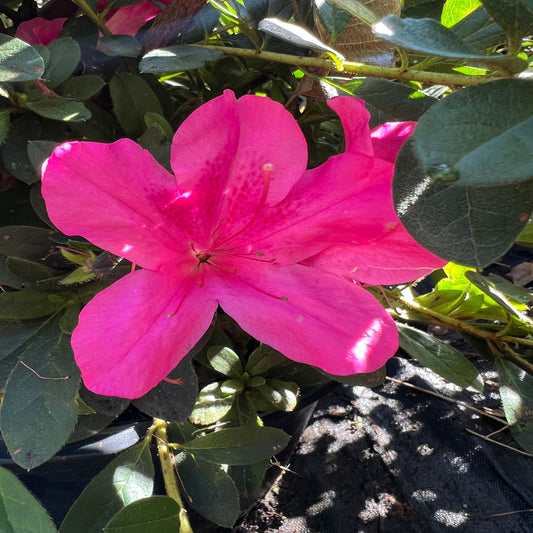 Purple blooming Encore Azalea shrub for front yard landscaping