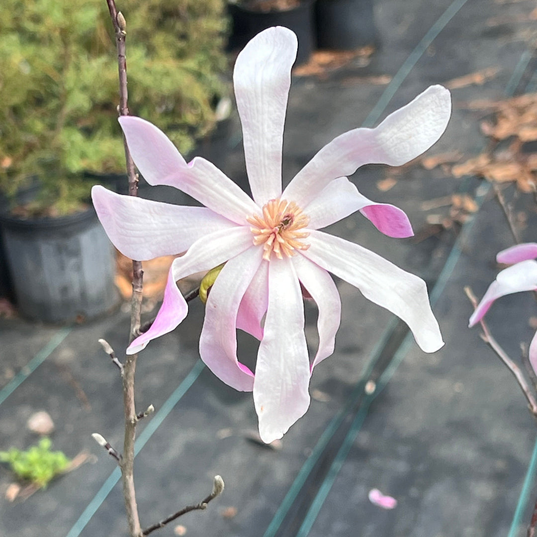 Leonard Messel Magnolia tree with soft pink blooms and branching spring growth