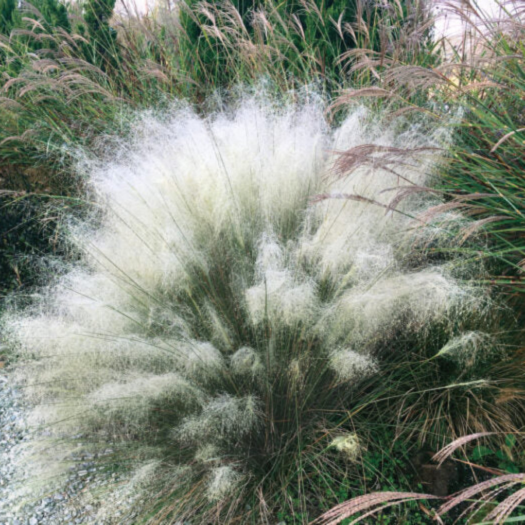 Muhlenbergia capillaris White Cloud ornamental grass in landscape
