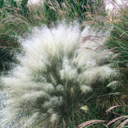 Muhlenbergia capillaris White Cloud ornamental grass in landscape