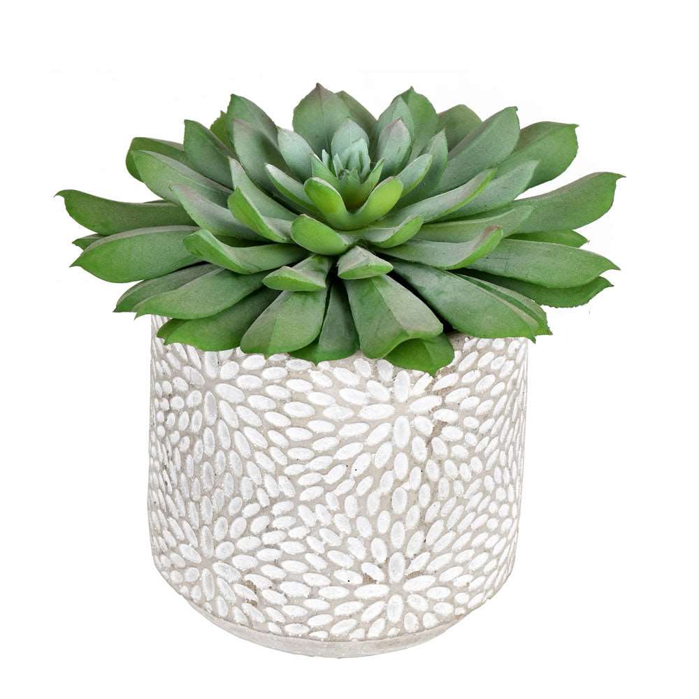 Artificial Plant : Green Potted Succulent 2 per Pack