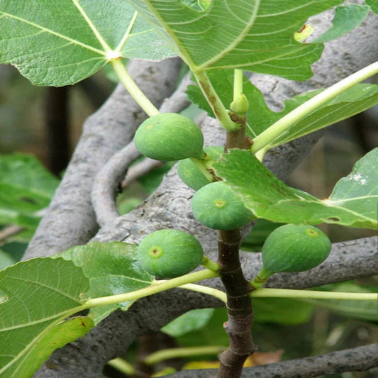 Italian Honey Fig Tree bearing fruit during summer