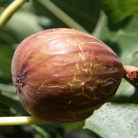 Young Sweet Magnolia fig tree plant ready for garden planting