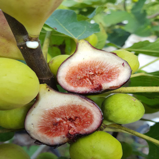 Magnolia fig tree plant growing outdoors with healthy green leaves