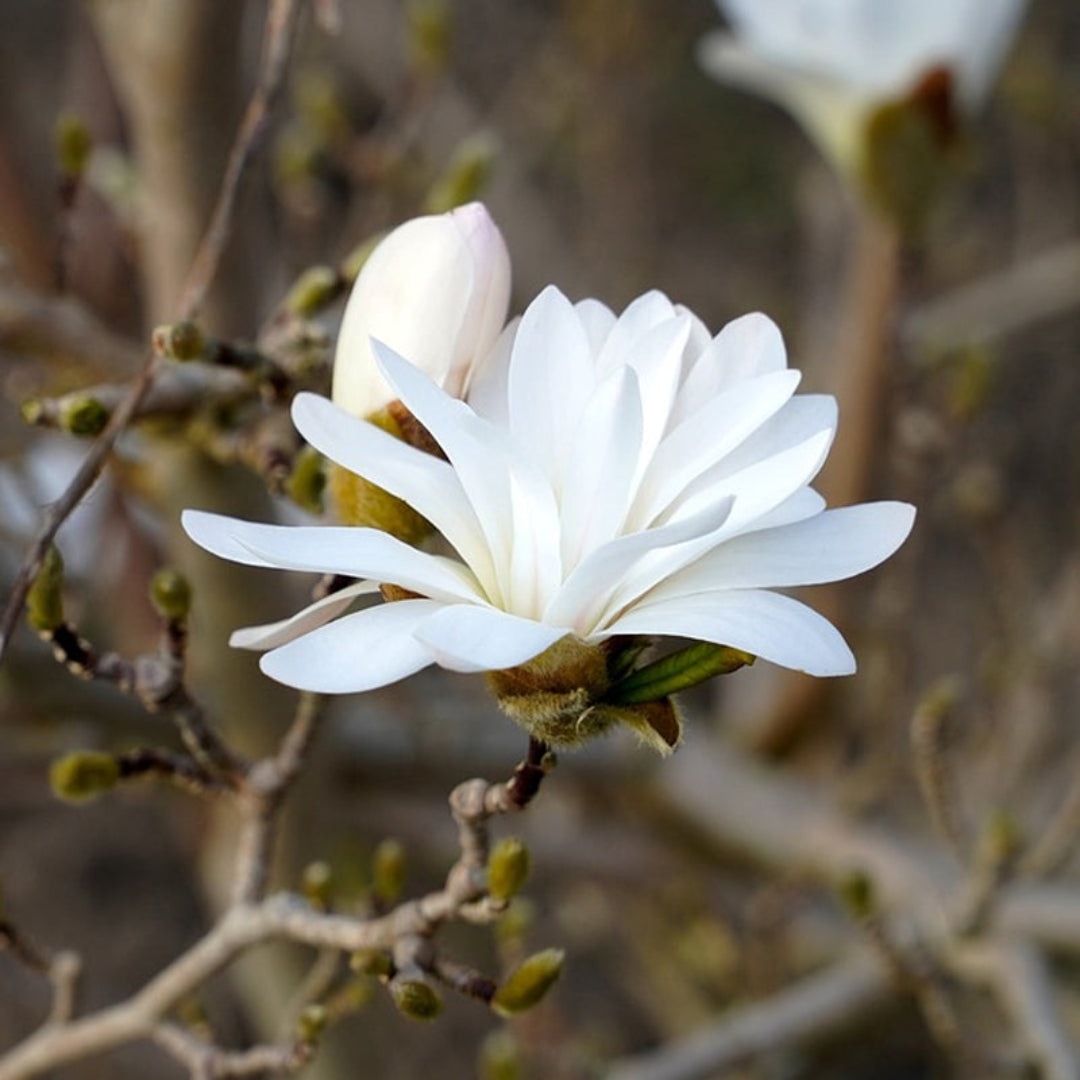 Royal Star Magnolia deciduous flowering tree
