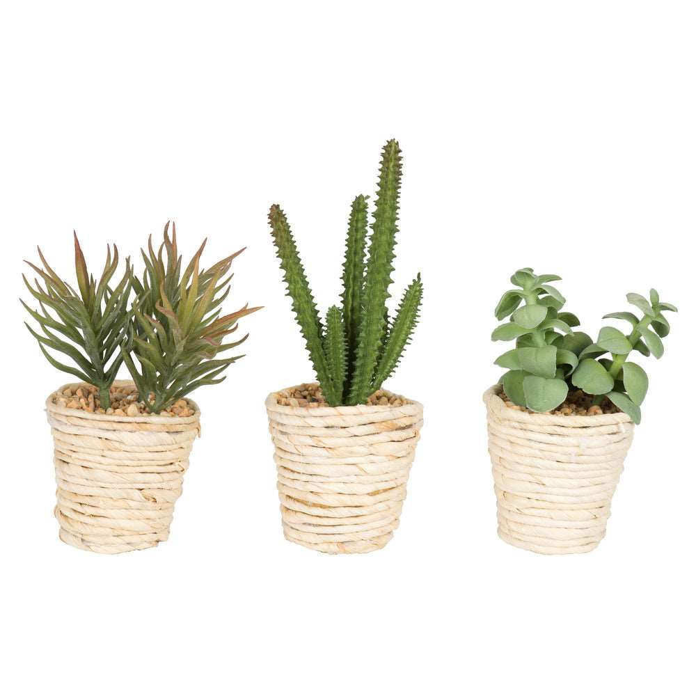 Artificial : Potted Succulent Cactus Assorted Set of 3 Online on Sale from HnG Nursery for trees & plants