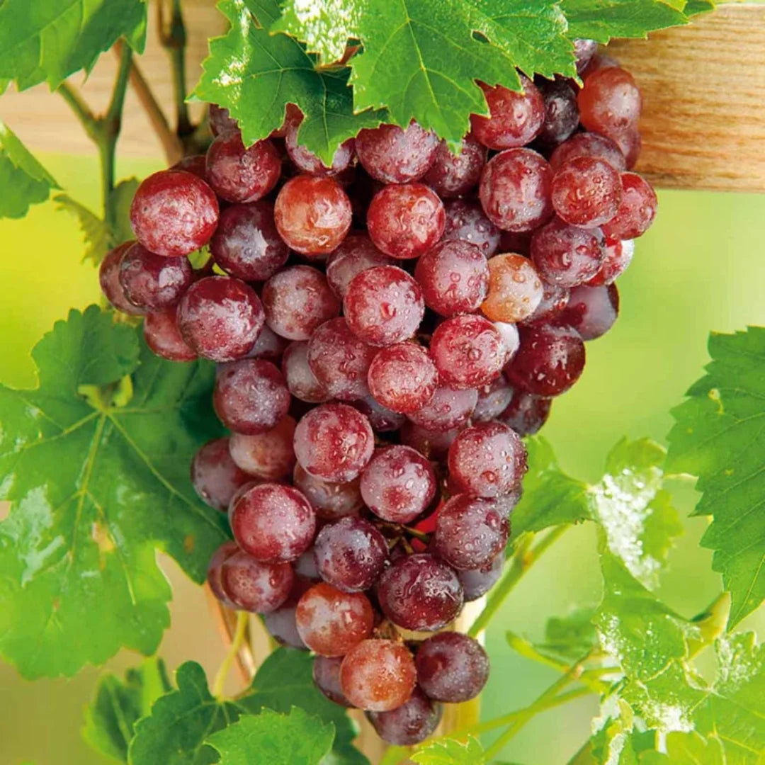 Flame Red Seedless Grape Vine plant ready for planting
