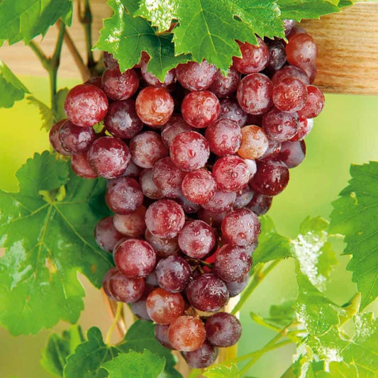 Flame Red Seedless Grape Vine plant ready for planting