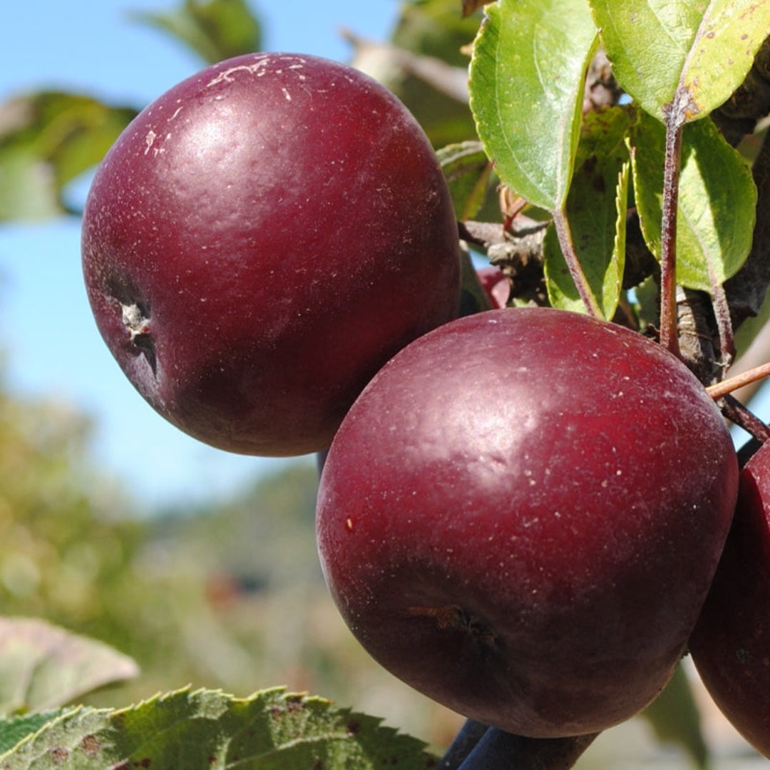 Dark red Arkansas Black Apple shown in detailed close view