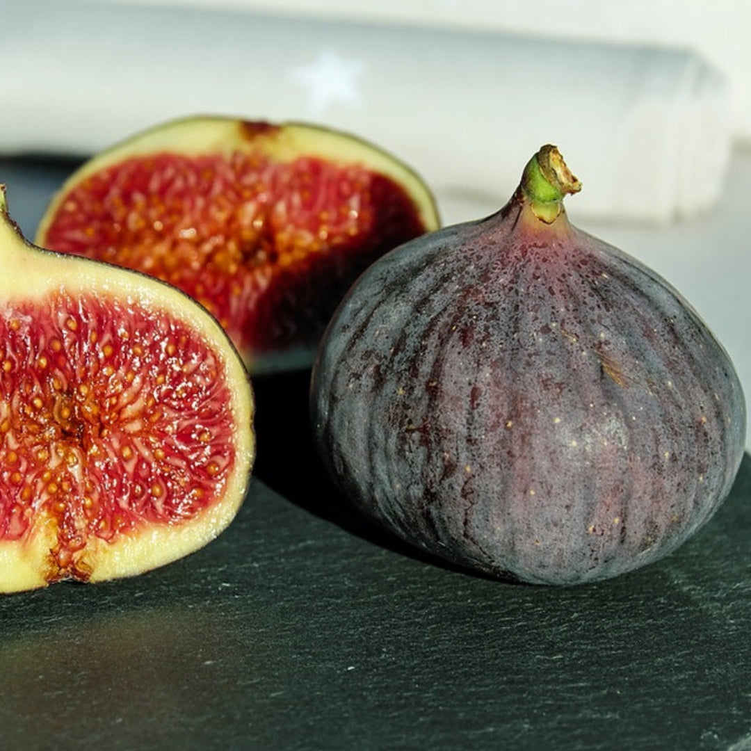 Black Mission Fig Tree showing dark purple fruits