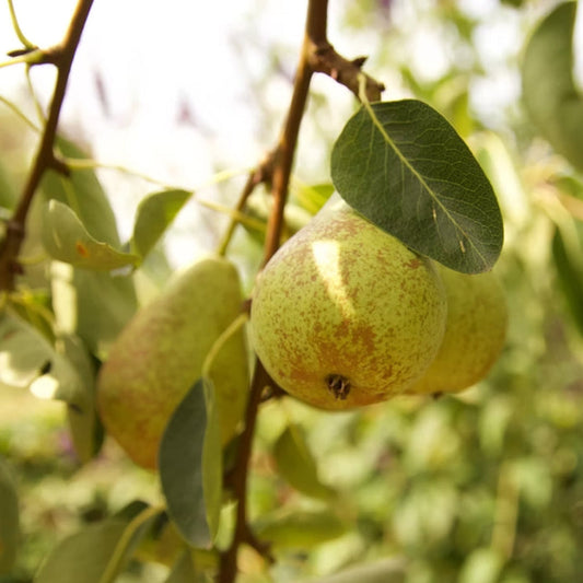 Ripe Kieffer pears hanging on tree branch close up view