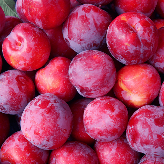 Au Rosa plum tree nursery plant