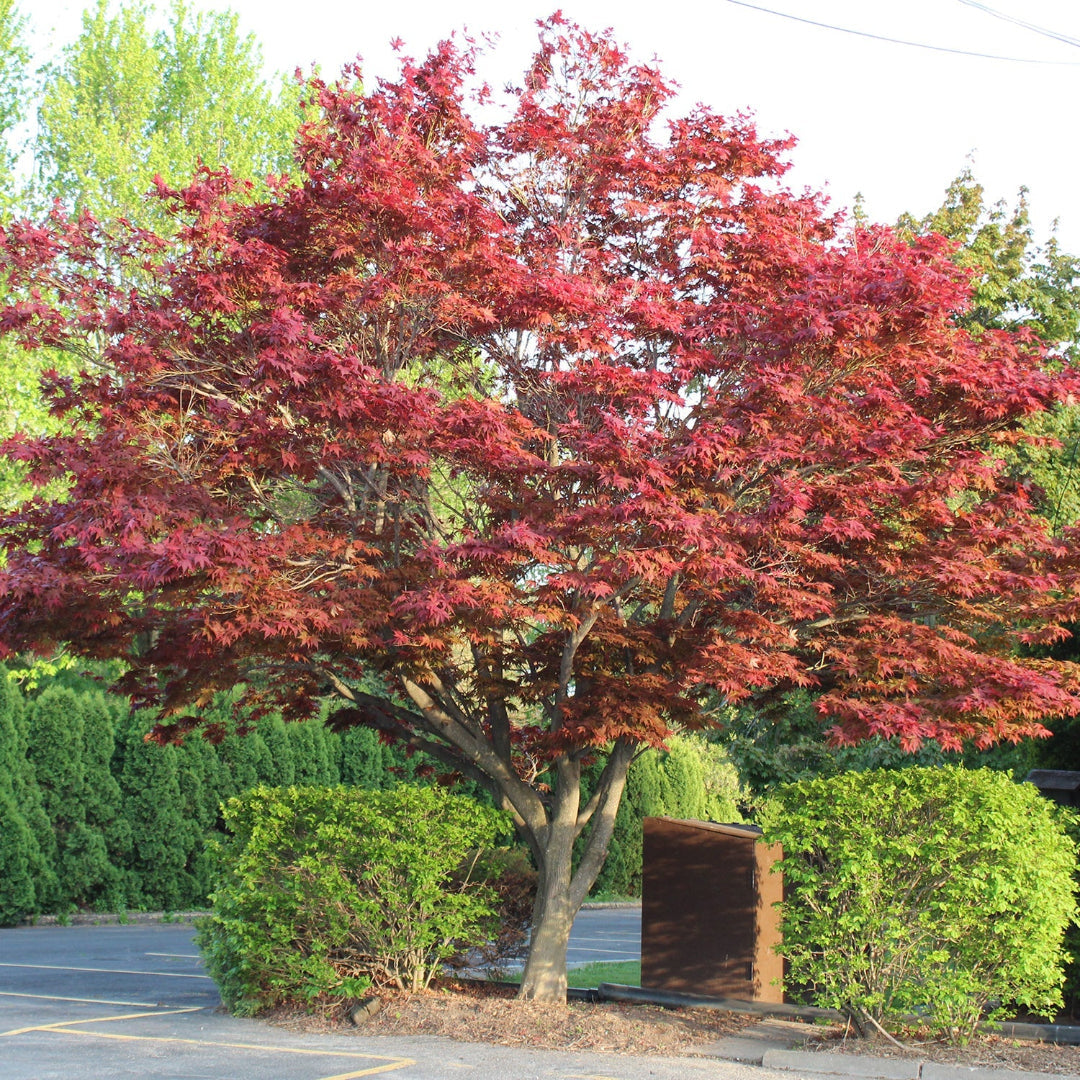 Potted Emperor Japanese Maple plant for garden planting