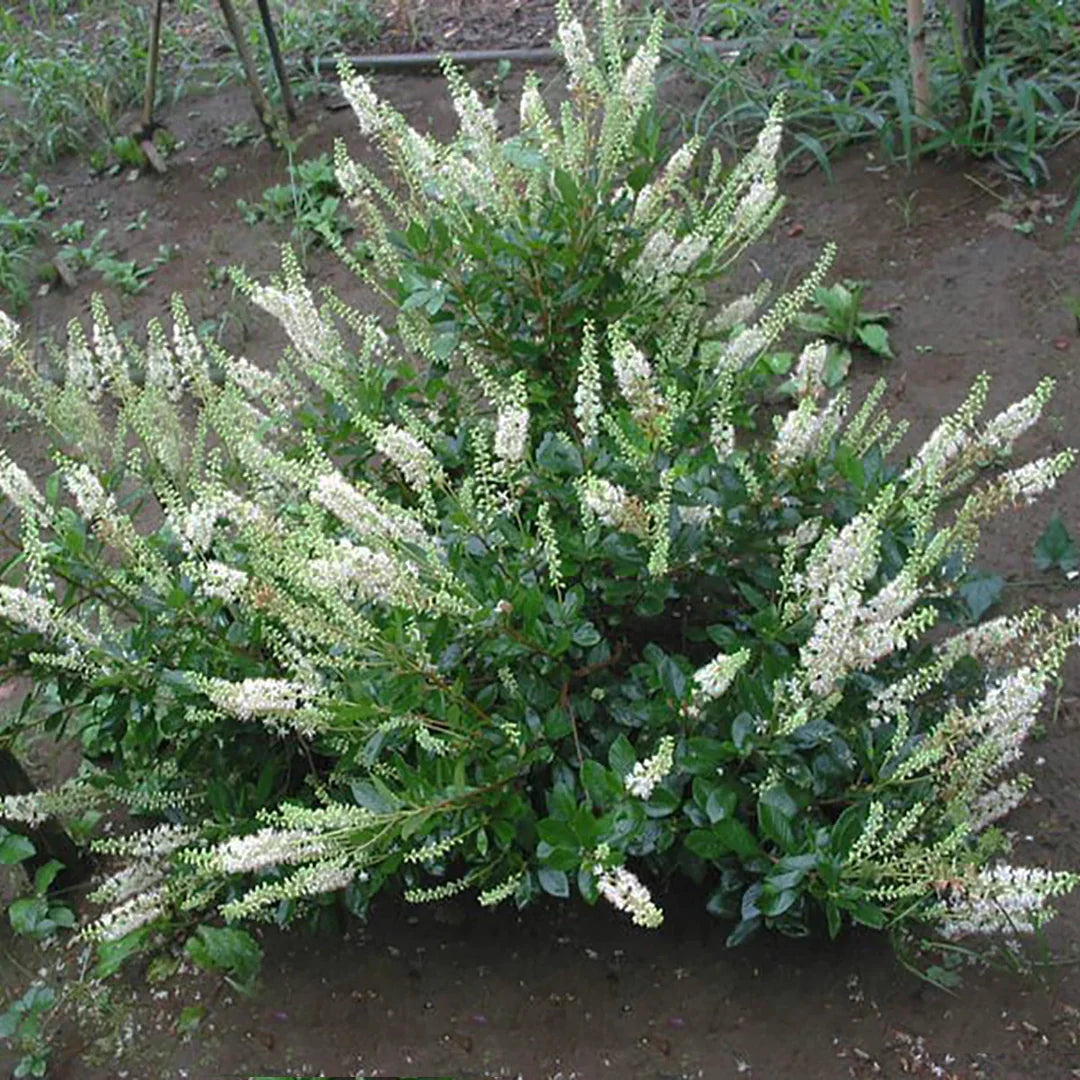 Einstein Summersweet Clethra – flowering perennial