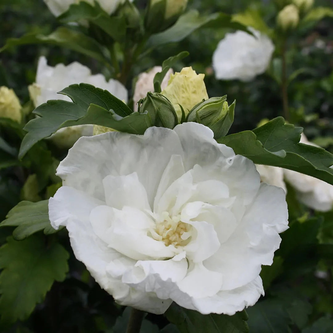 Althea Single White Blooms Tree in nursery setting