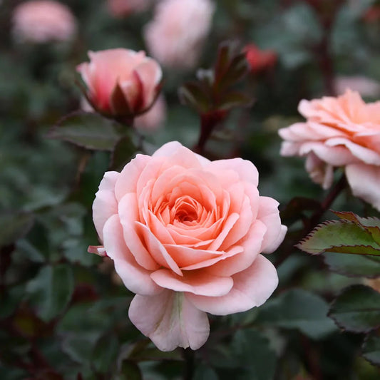 Garden edging planted with colorful Apricot Drift Rose