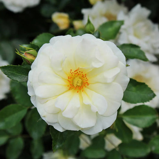 Compact Popcorn Drift Rose forming neat flowering groundcover