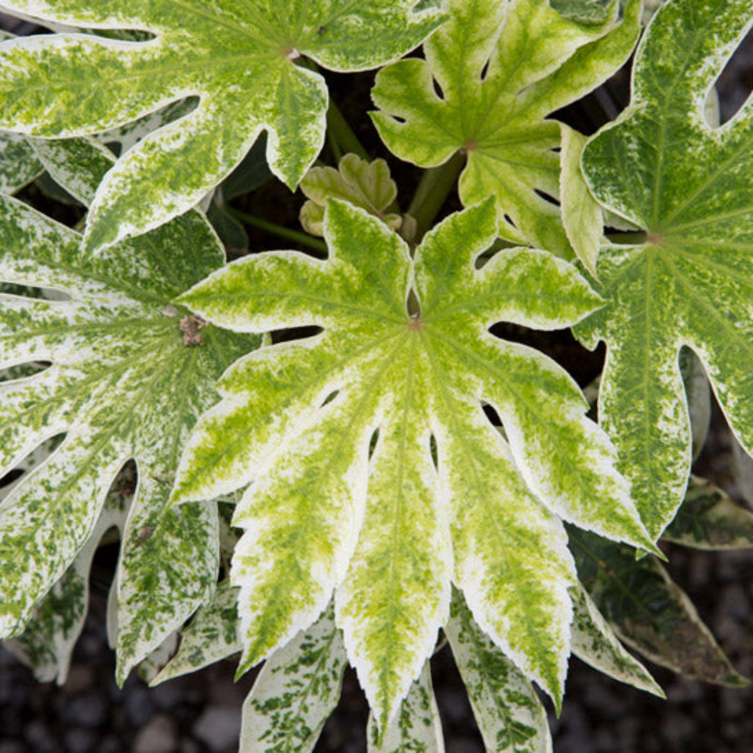 Fatsia 'Spider'S Web' - A Beautiful Indoor/Outdoor Plant