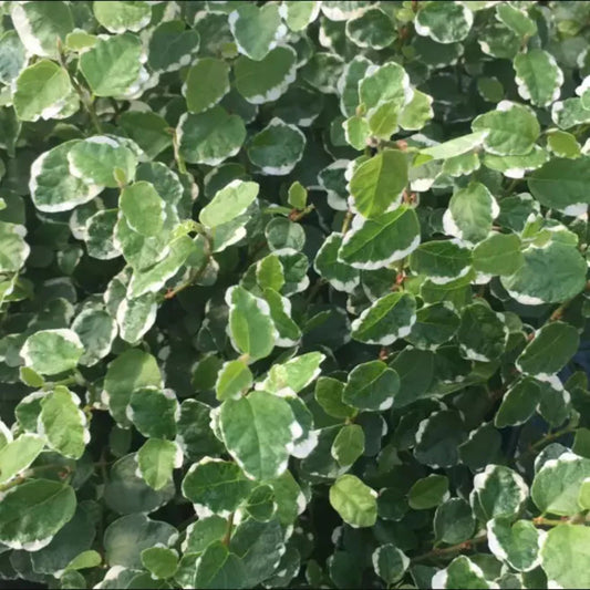 Ficus pumila ‘Variegata‘ Variegated Creeping Fig – evergreen