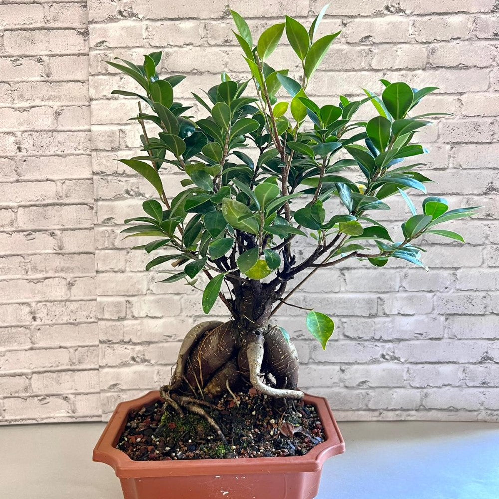 Bonsai Ficus Ginseng (Live Plant), Indoor/Outdoor Plants - 5" pot Bonsai Ficus Ginseng, grown naturally, perfect for beginner