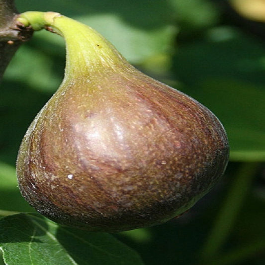 Magnolia fig fruit tree variety with fresh harvest ready to eat