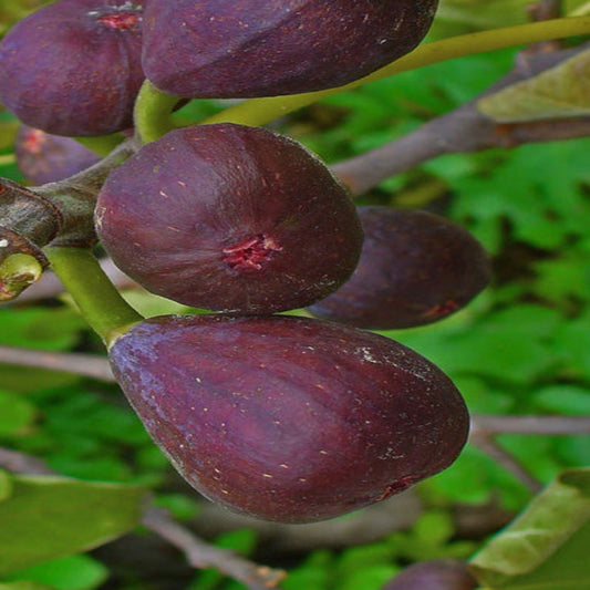 Growing Texas Everbearing Fig Tree ready for harvest