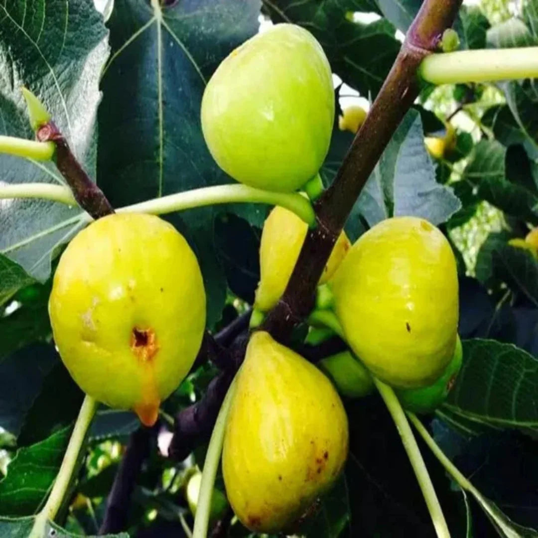 Fruit-bearing Italian Honey Fig Tree for home gardens
