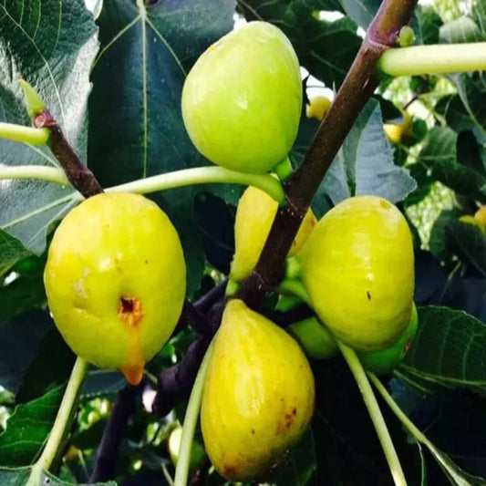Fruit-bearing Italian Honey Fig Tree for home gardens