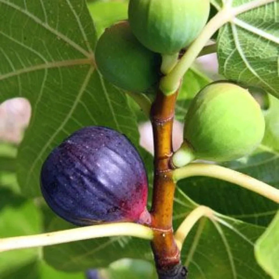Violet-colored figs growing on Bordeaux Fig Tree