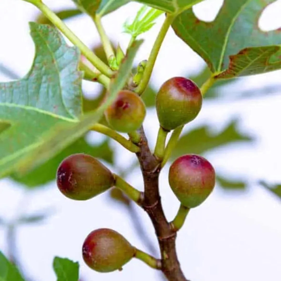 Close-up of ripe figs on Little Miss Figgy Dwarf Fig Plant