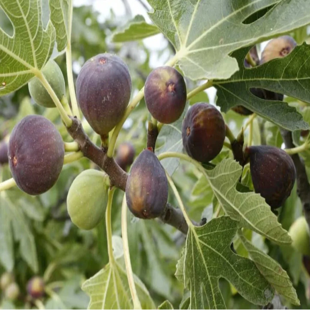 Branches filled with figs on Texas Everbearing Fig Tree