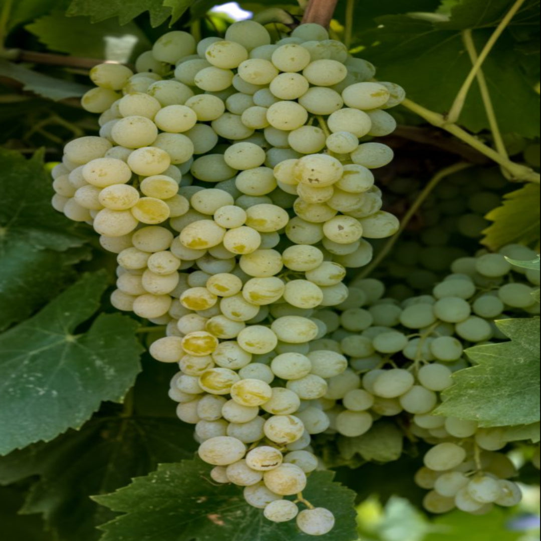 Cluster of white seedless grapes