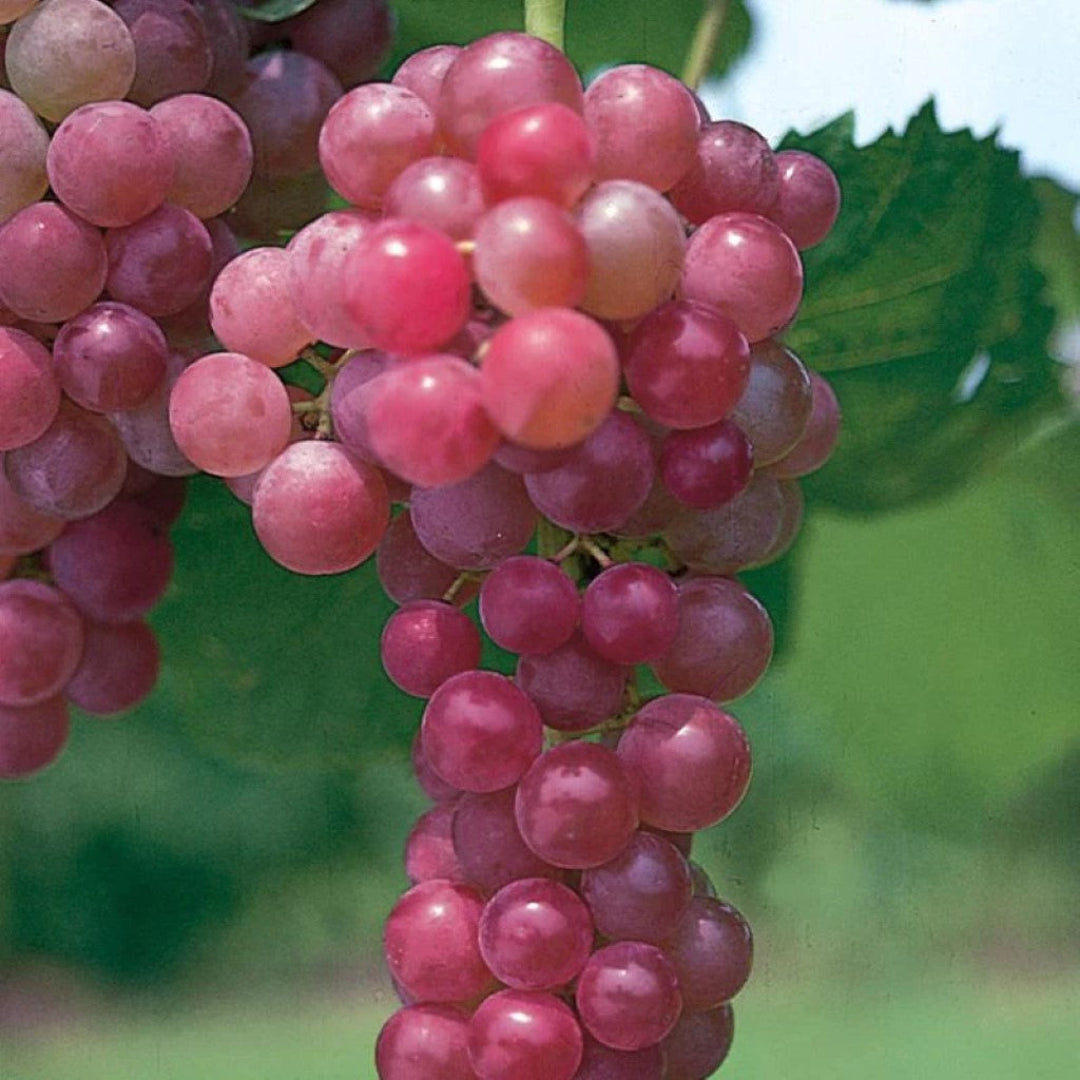 Cluster of Flame Red Seedless grapes on a fruiting vine