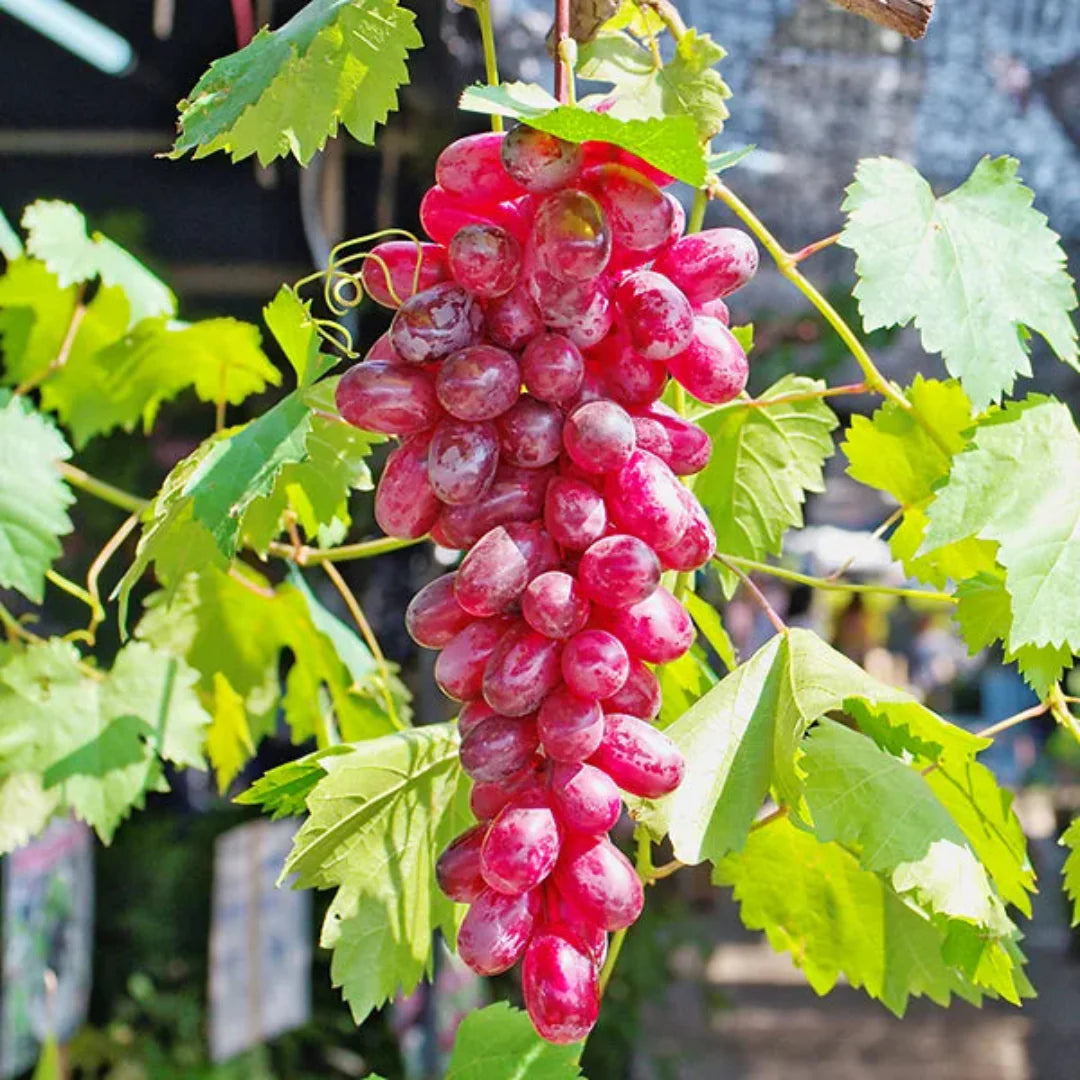 Flame Red Seedless Grape Vine with young green foliage