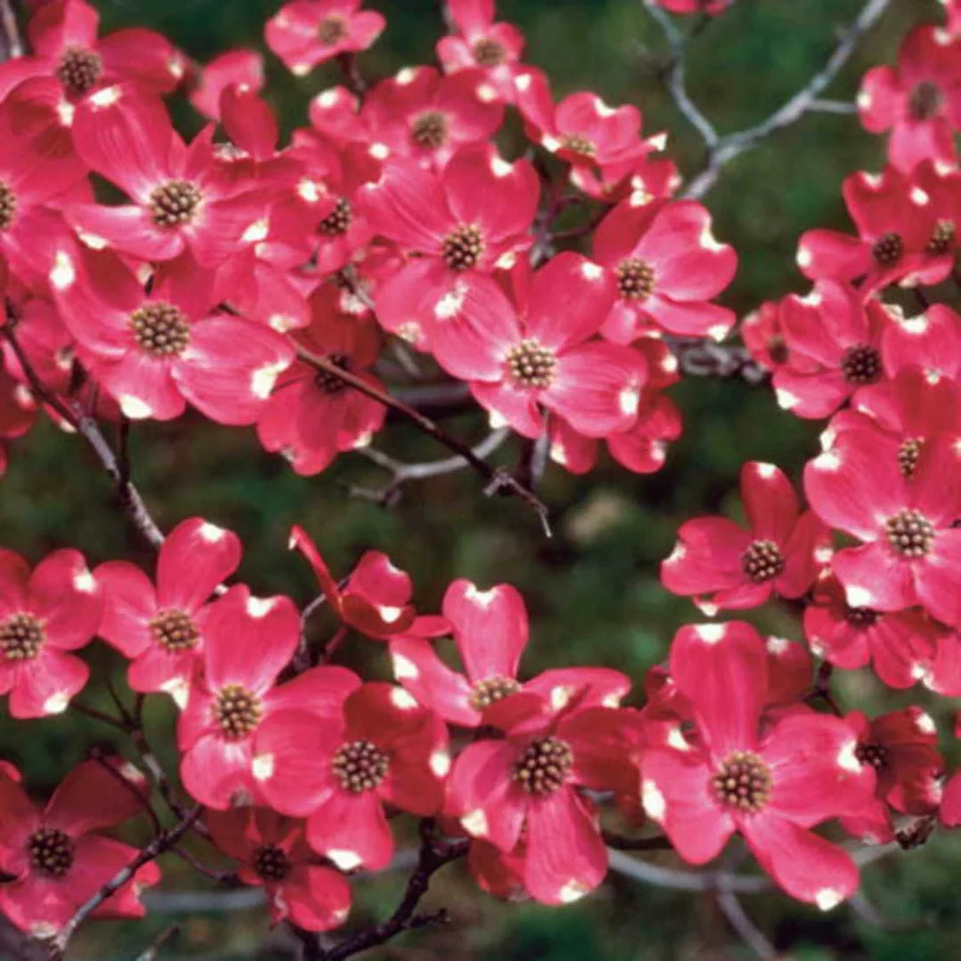 Petals and branches of blooming Cherokee Dogwood