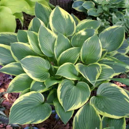 Golden edged Hosta Aureomarginata ornamental garden plant mature view