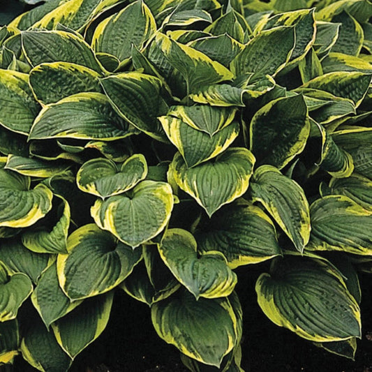 Hosta Fortunei Aureomarginata plant with green leaves and golden yellow edges in garden