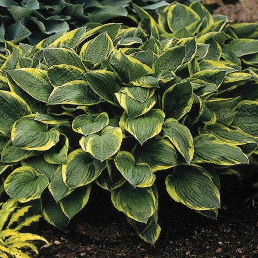 Variegated Hosta Aureomarginata foliage close up with decorative leaf margins