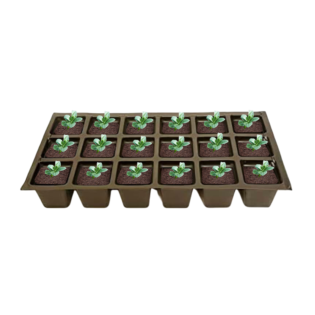 Bulk tray of Ajuga reptans Chocolate Chip