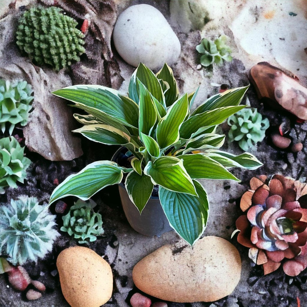 Gallon size chart for Francee Hosta plant sizing