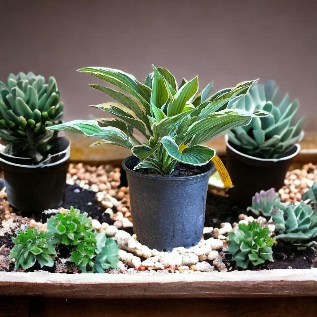 Francee Hosta plant with white-edged green leaves