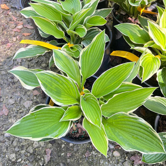 Healthy Francee Hosta clump – perfect for borders