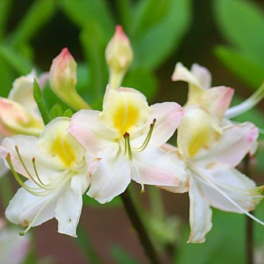 Close-up of Frederick Douglass azalea white blooms