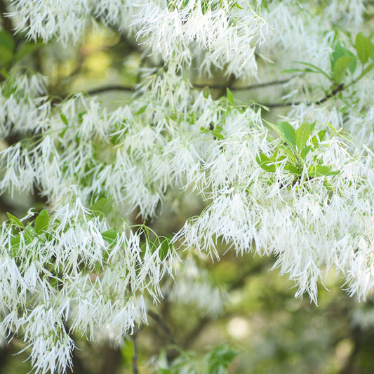 White Fringe Tree – Grancy Graybeard | Live Native Tree | Zones 3–9 live plant for landscaping and home gardens