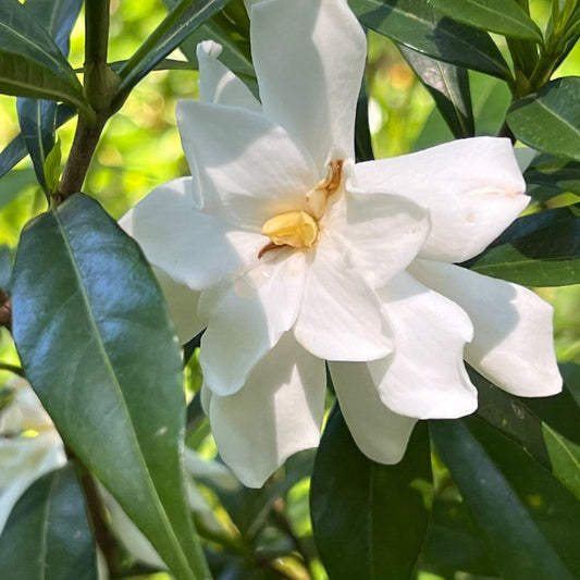 Frost Proof Gardenia white flowers close view