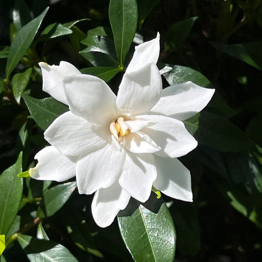 Cold hardy Frost Proof Gardenia flowering shrub